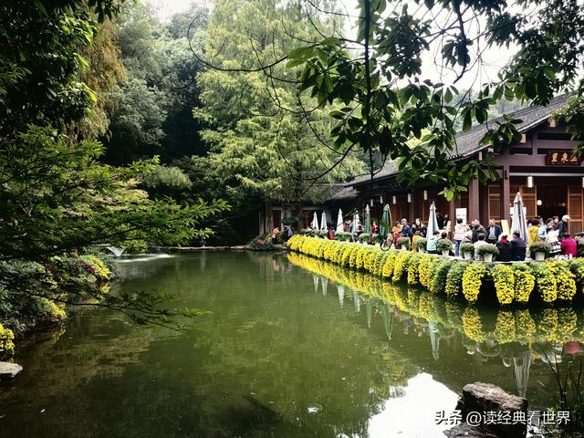 杭州植物园的菊花展——一场关于菊花的饕餮盛宴（二）