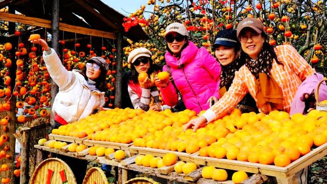 桂林：不入柿园，怎知秋色几许！