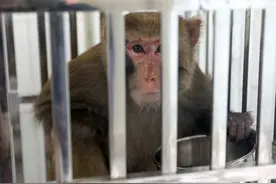 湖北竹山县：生态护林员巡山救下国家二级保护动物猕猴图片