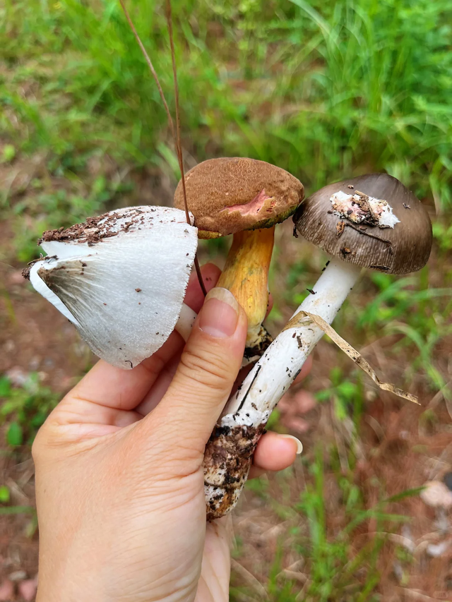 成都南门1h亲子游宝藏地，捉螃蟹、捡蘑菇、徒步钓鱼，太好玩了！