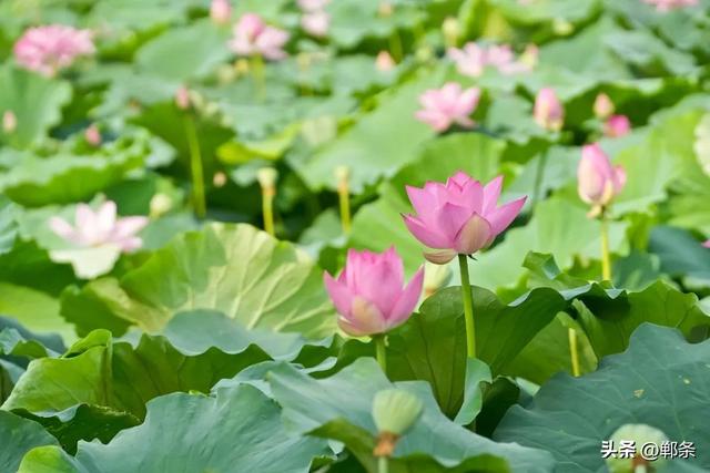 邯郸冀南新区：夏日顶流上线！