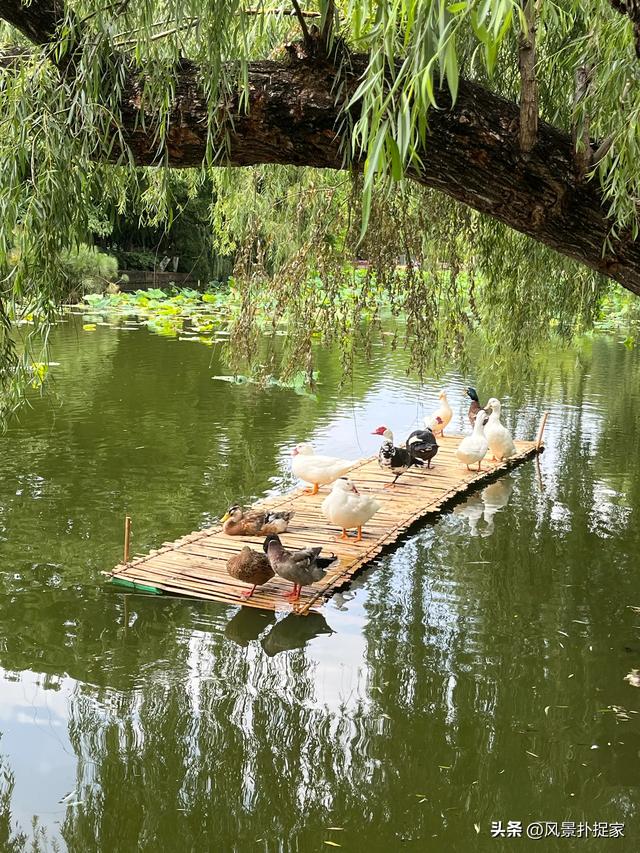 昆明翠湖公园，生态绿洲！