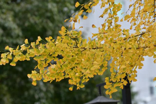 余庆的初冬，就藏在这些地方！