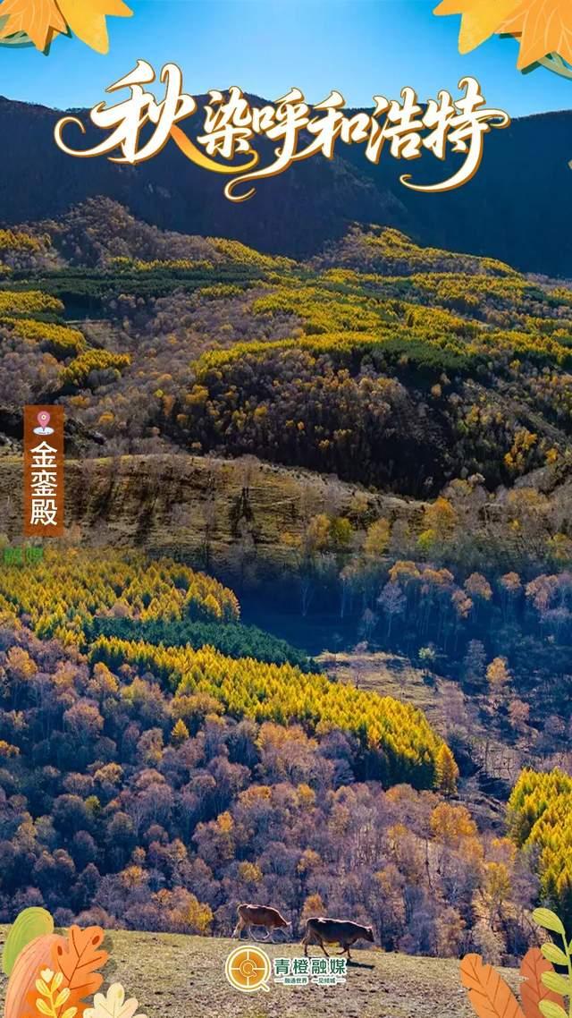 再过几天，呼和浩特就要变成这样了→