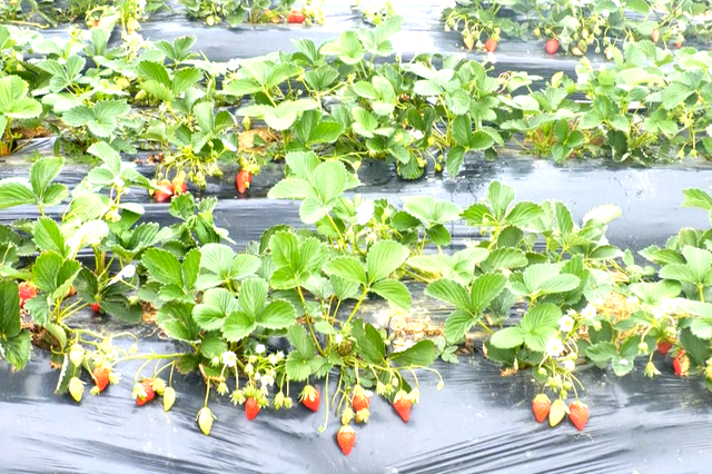 周末去哪？在安陆，实现“草莓自由”！