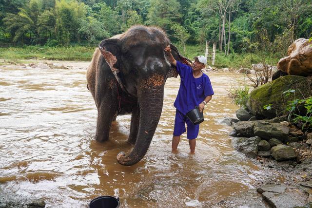 兰纳水灯节疗愈之旅，泰国清道大象训练中心｜和大象做朋友的一天