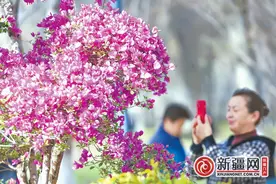 乌鲁木齐：踏青赏花带热周末消费图片