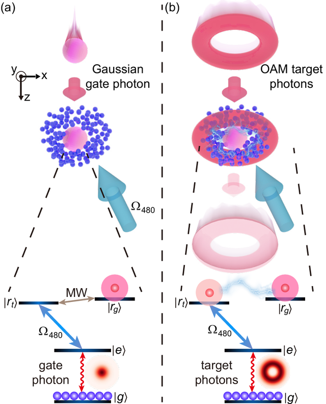 PRL|实现“从未相遇”光子的非局域量子调控