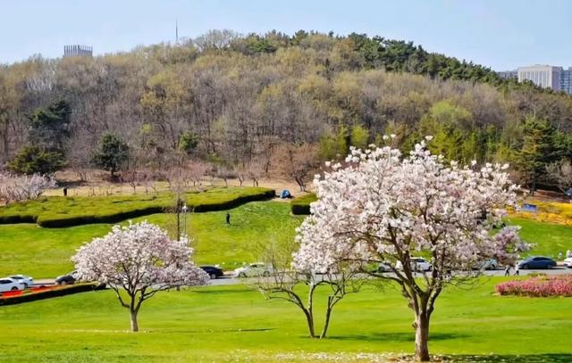 探春金普·寻芳图第五站！海风已至！炮台山×童牛岭樱海将绽！