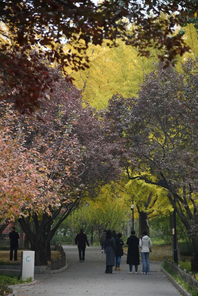 人在画中游!丰台花园秋色满园,错过再等一年,快来打卡~
