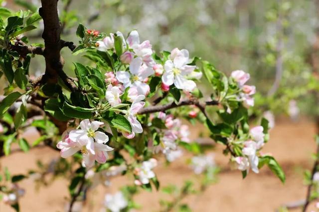 以花为序，礼县邀您共赴一场春日之约~