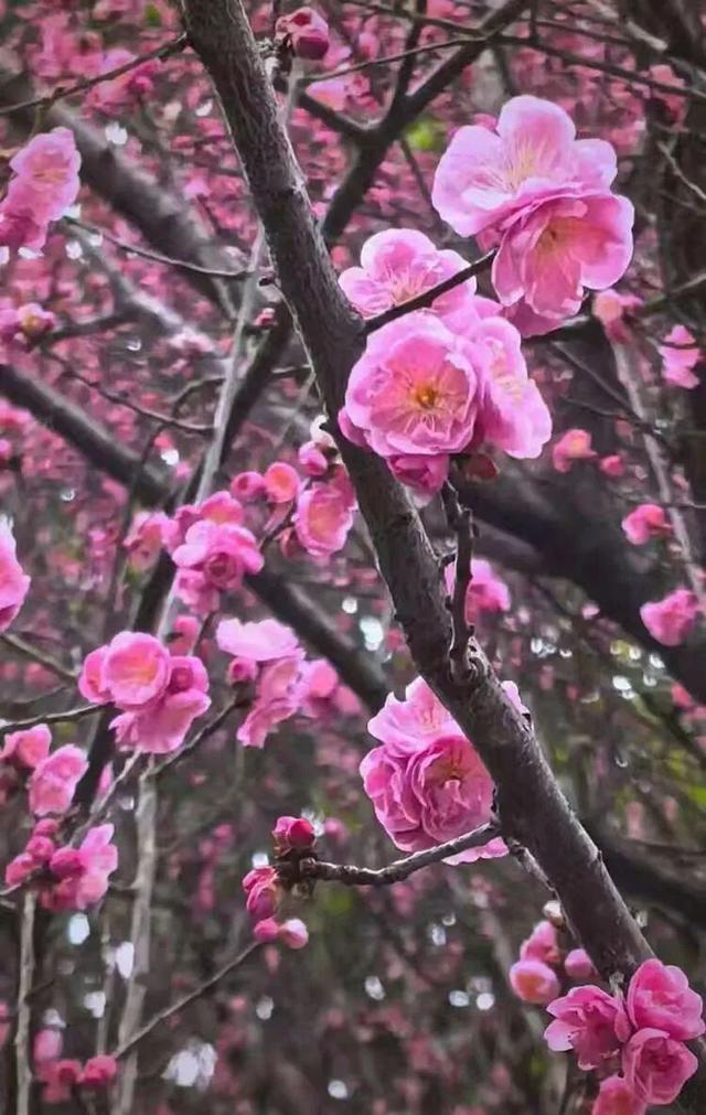 赏花 │ 去贵州农博园开启一场“寻梅之旅”！