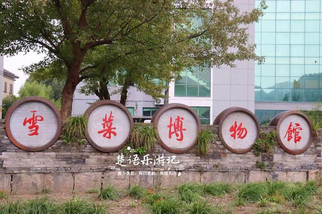 宁波这里的银杏已经变黄了，青砖黛瓦与之映衬，烟雨之中更有诗意