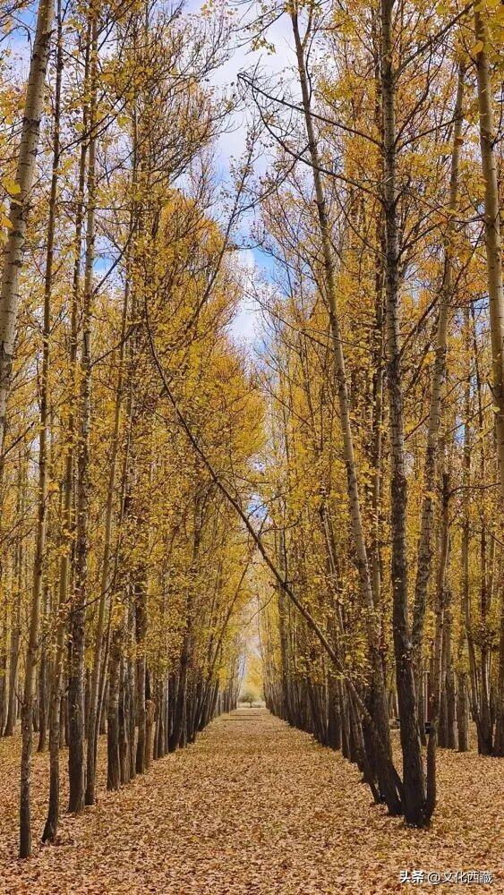 人间绝色！拉萨！拉萨！