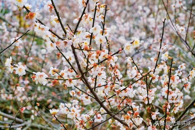 南方人有自己的雪：永泰赏梅指南