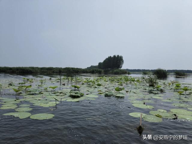 白洋淀之行