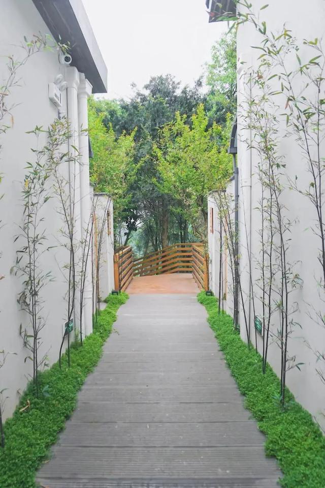 在竹上花楸，住进茶山竹海~