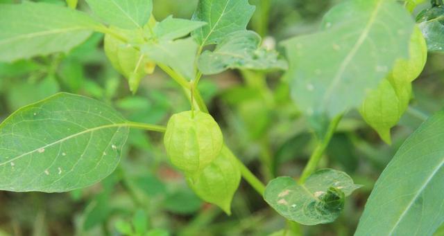 农村越来越少的植物灯笼草，老一辈称之为“补肾果”，您认识吗？