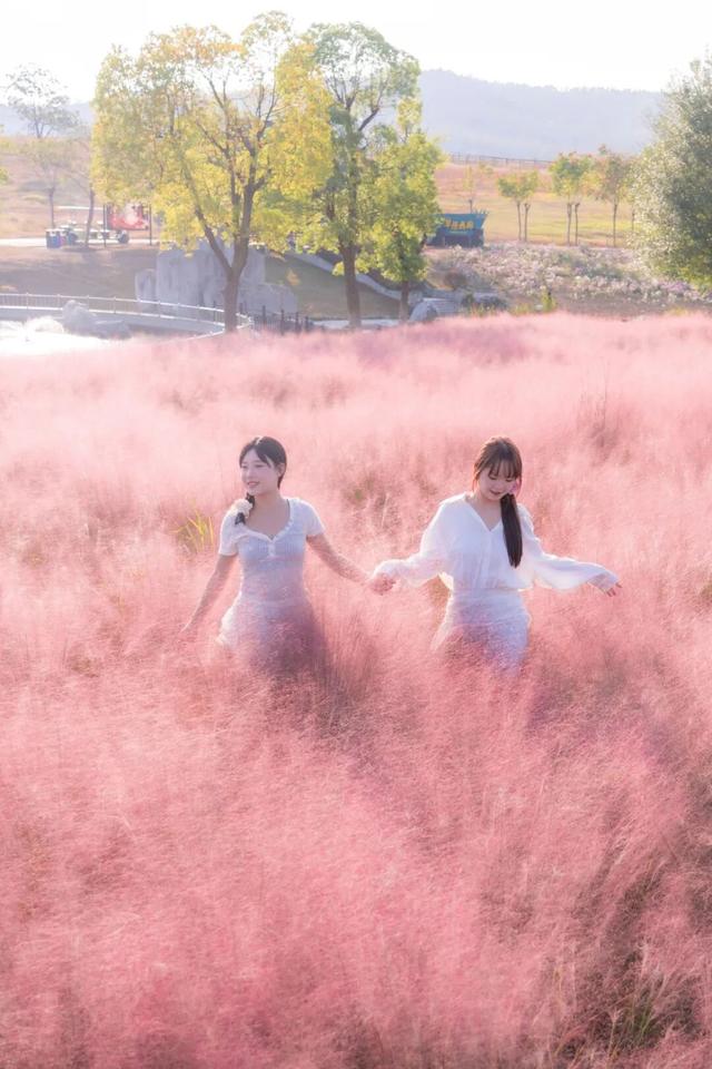 秋日寻芳记，游黄陂，赏花趣！