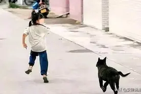 遛狗不拴绳还骂人，女子一巴掌打狗主人，被告索赔2000元，法院判了图片