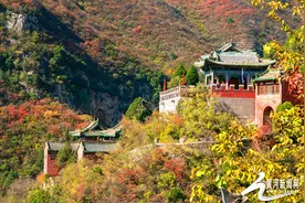 游青莲古寺 赏金色银杏图片