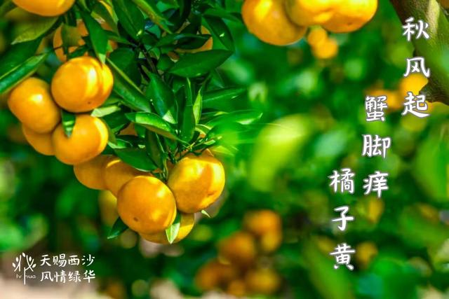 艺术花展、篝火露营、田园美食……上海郊野这些限定精彩别错过→