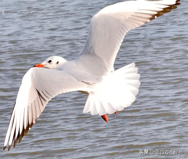 深圳湾观鸟：海舞鸟歌映盛世