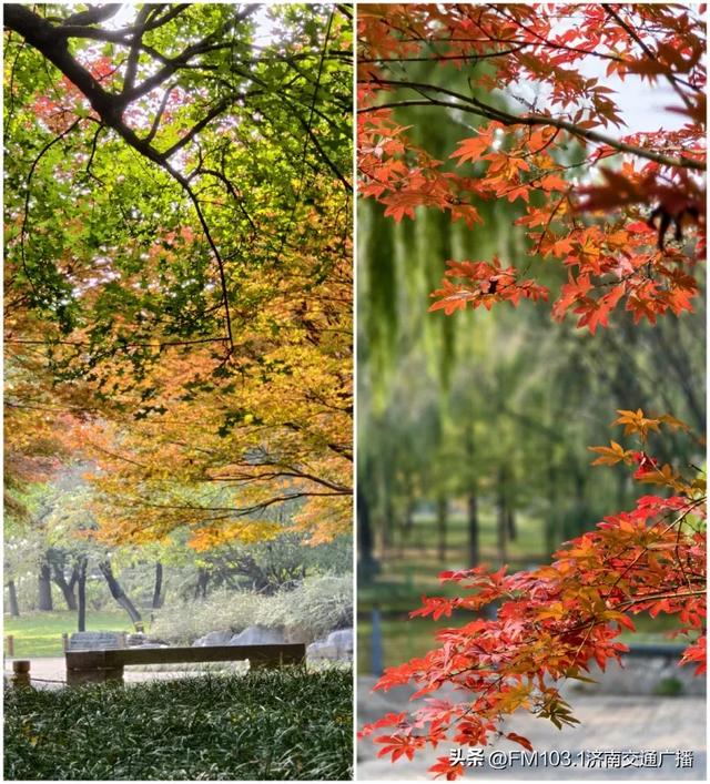 济南植物园藏着秋日顶流！这漫天红叶，正等你赴一场红焰之约