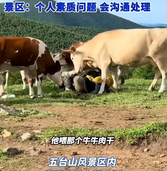 真相大白！男子遭牛群踩踏，不是因为挑逗，知情人透露 目标不是人