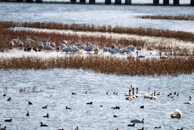 藏不住了！正是好拍又好逛的时候！就在日照这些地方……