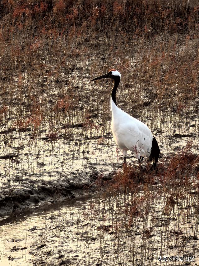 2025辽宁赏秋之旅日记(6)——到辽河口中国最北海岸线看日出 观鸟