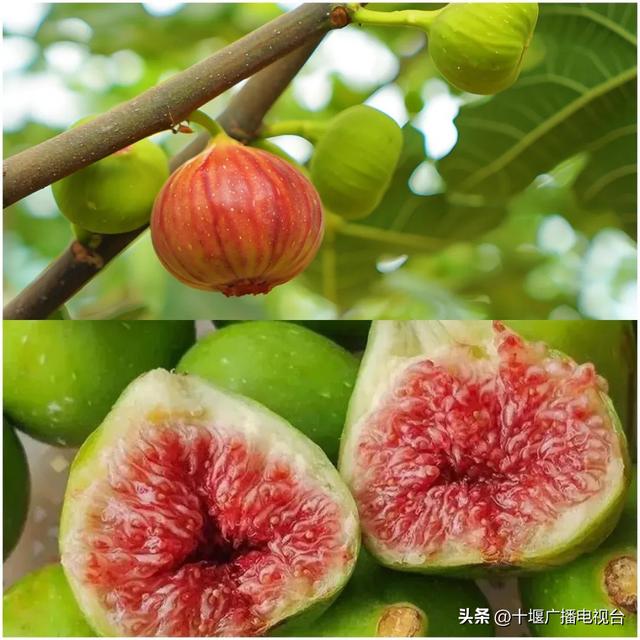 速看！郧阳夏日采摘指南出炉