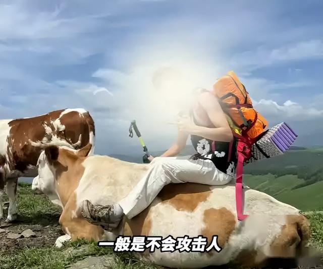 景区回应踩踏事件！游客徒步遭牛群踩，真相曝光网友骂活该