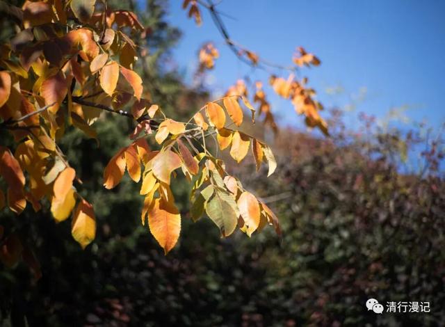 京郊游之坡峰岭