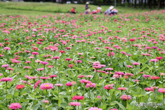 江苏苏州昆山花桥地铁站遇见粉色花海，百日菊盛放宛如画卷
