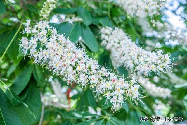 洛阳重渡沟千年菩提花开，历经1500年岁月沉淀，繁花满枝清风拂面