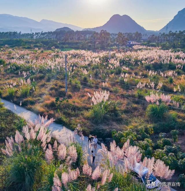 不必去远方，贵港此地就藏着一片诗意芦苇荡