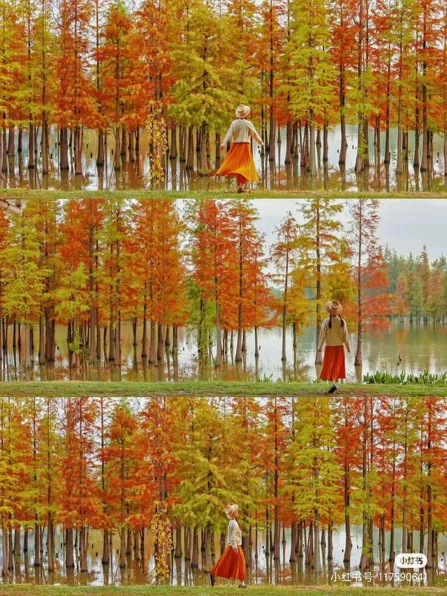 地铁直达！免费！成都20个绝美赏秋地，银杏水杉梧桐红枫限时上演！就在家门口！