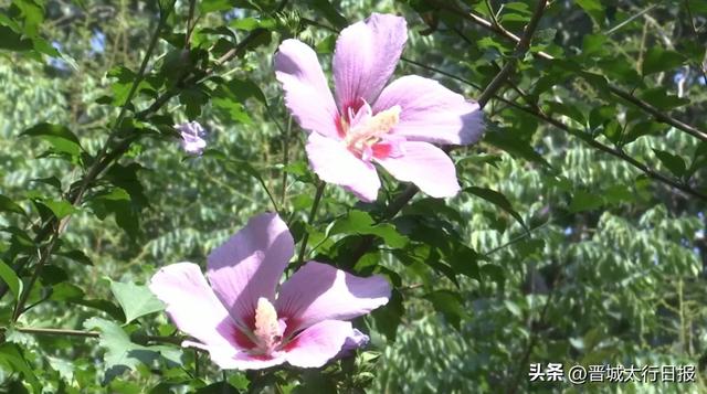 早上去儿童公园了吗？木槿花开，满眼皆夏！