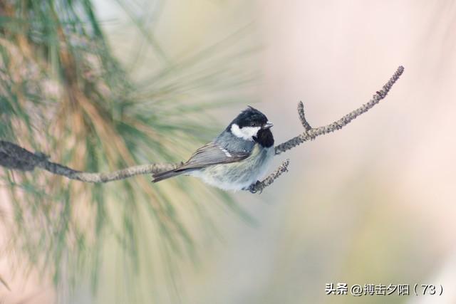 两性关系，惊人发现，60岁与异性靠近	，根本不是桃花运，而是这