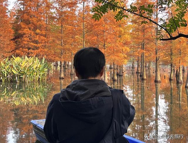 成都最美水杉红了，染红了湖面，不要门票，地铁公交直达！