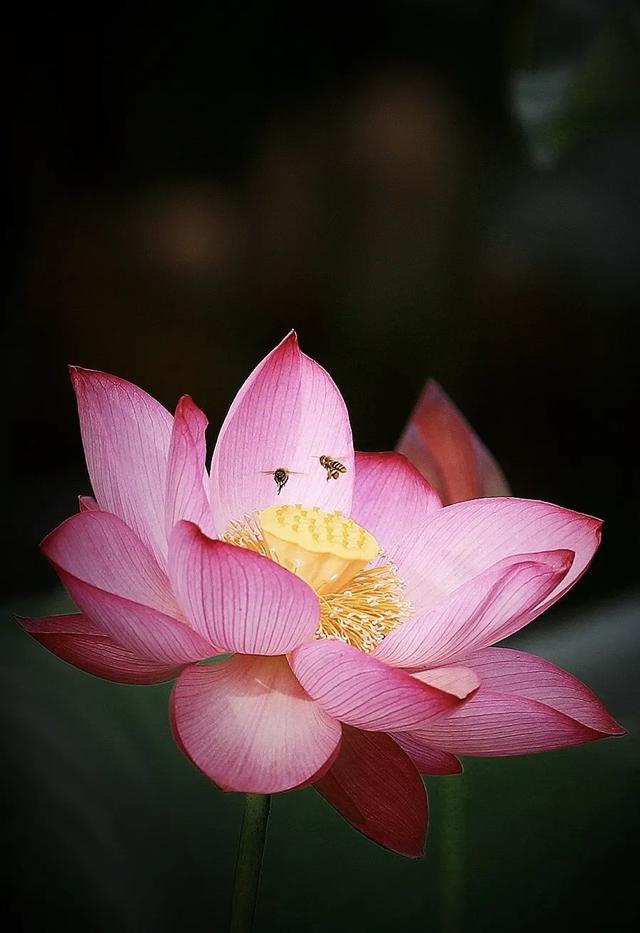“荷” 处寻清凉？这里花 “漾” 正当时→