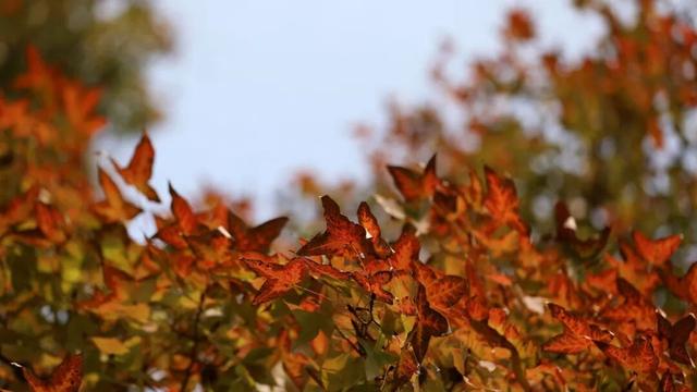 给你个准信！韶关森林红！红！红啦~