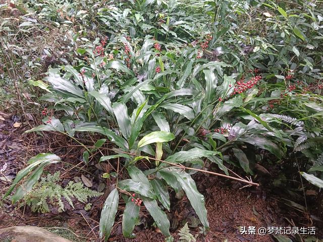 和老人相处是一个修炼的过程，阴天湿漉漉的我还是把茶树修剪完了