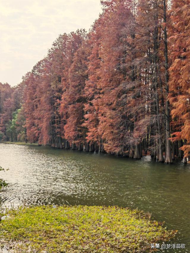 涢水湿地迷人红杉林 冬日画卷中的生态诗篇