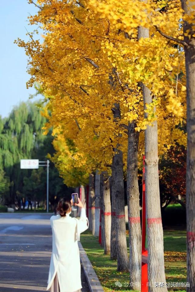 商丘日月湖景区：从来银杏不负秋