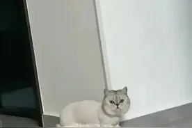 有些小猫咪，剃完毛也是实心的呀~图片