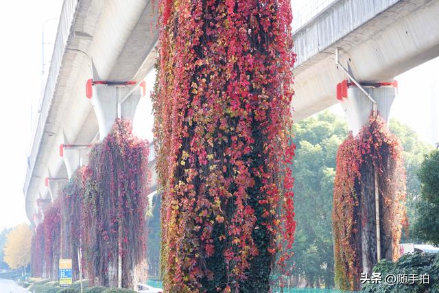 邂逅初冬美景，上海地铁11号线安亭段桥墩爬山虎红了