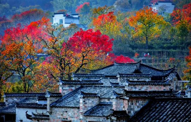 秋染徽州:一场穿越千年的色彩盛宴