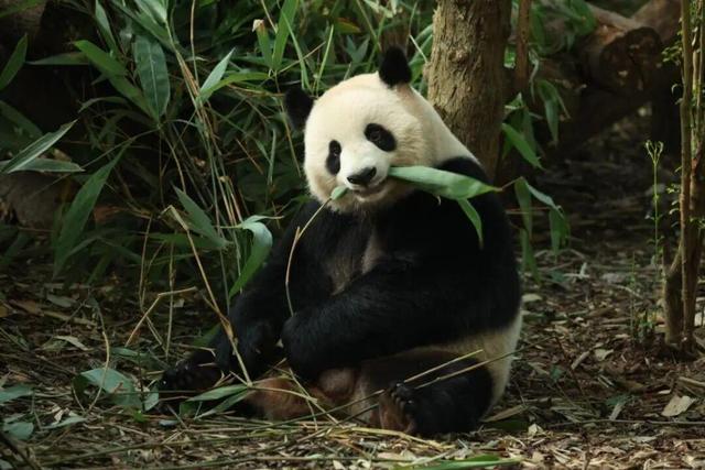 福州熊猫世界，开园时间定了！